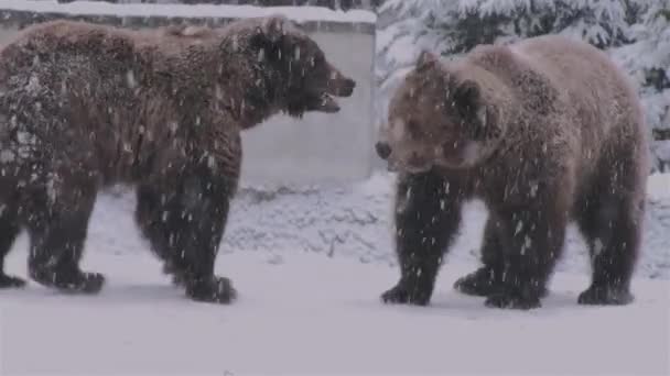 Rytuał Zalotów Niedźwiedzi Który Przypomina Konfrontację Czas Zimowy — Wideo stockowe