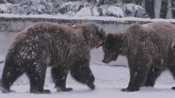 Τελετή Ερωτοτροπίας Αρκούδες Που Μοιάζουν Αντιπαράθεση Χειμερινή Ώρα — Αρχείο Βίντεο