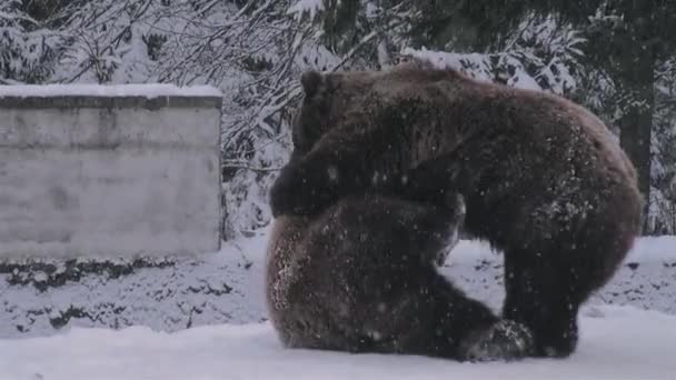 Ritual Cortejo Los Osos Que Asemeja Una Confrontación Tiempo Invierno — Vídeos de Stock