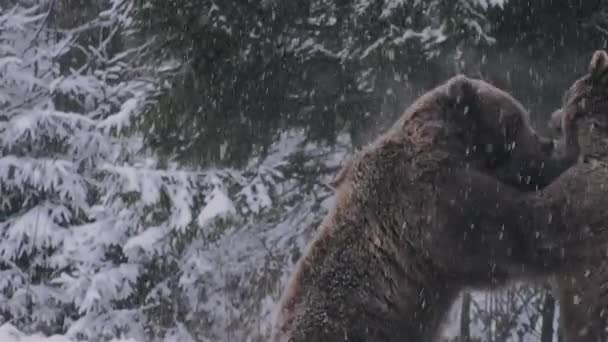 Ритуал Ухаживания Медведями Напоминающий Конфронтацию Зимнее Время — стоковое видео