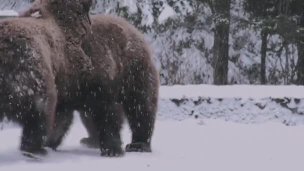 Ritual Namoro Para Ursos Que Assemelha Confronto Tempo Inverno — Vídeo de Stock