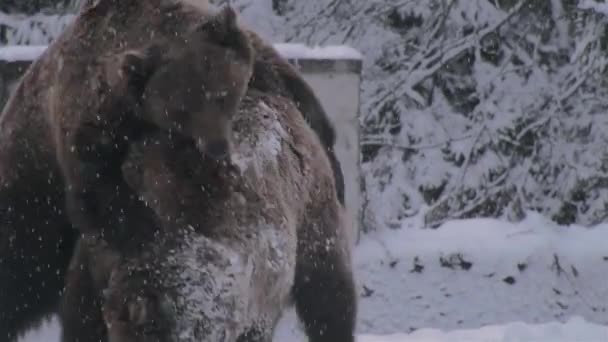 Uppvaktningsritual Till Björnar Som Liknar Konfrontation Vintertid — Stockvideo