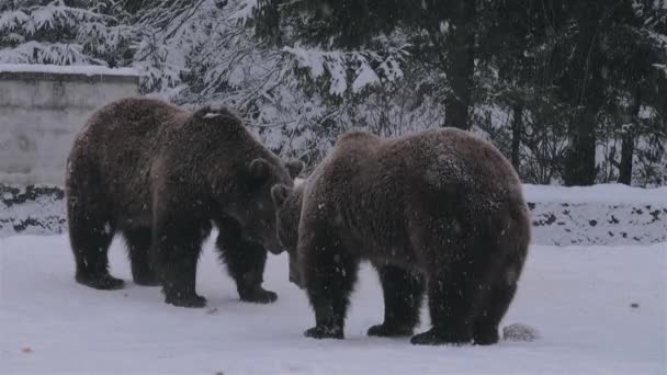 Τελετή Ερωτοτροπίας Αρκούδες Που Μοιάζουν Αντιπαράθεση Χειμερινή Ώρα — Αρχείο Βίντεο