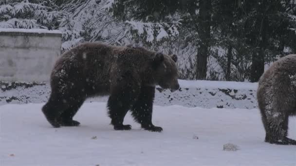 Balzritual Für Bären Das Einer Konfrontation Ähnelt Winterzeit — Stockvideo