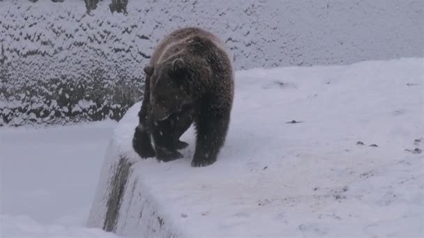Courtship Ritual Bears Resembles Confrontation Winter Time — Stock Video