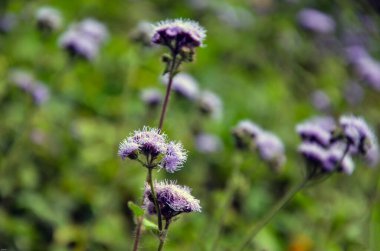 Ageratum conyzoides ormanda çiçek açtı. Bandotan çiçek bitkisi Asteraceae ailesine yakın çekim.