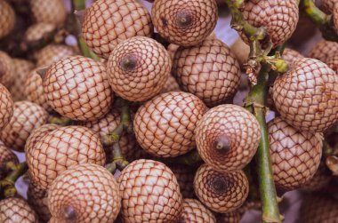 Hindistan 'da tropik kalamus erectus meyvesi olarak da bilinir.