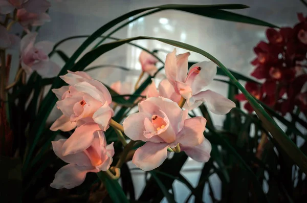 Güzel beyaz tekne orkidesi çiçekleri de bahçede büyüyen ve açan cymbidium olarak bilinir. Sıcak ışıklarda beyaz cymbidium tekne orkidesi çiçekleri