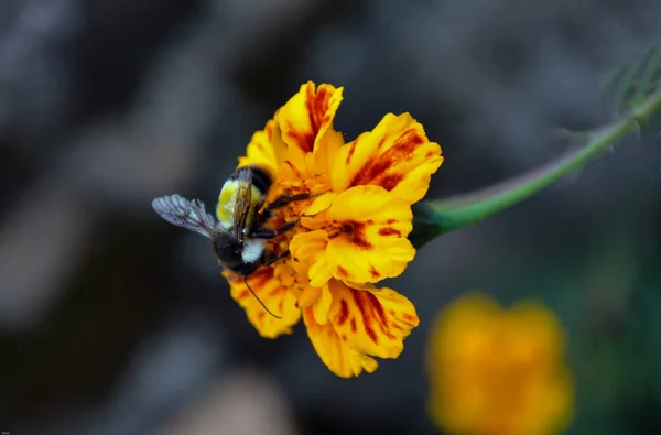 Apis Florea Bee Collecting Honey Flower — Stock Photo, Image