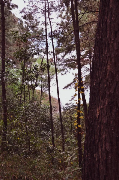 Beautiful Forest Long Trees Lake — Stock Photo, Image