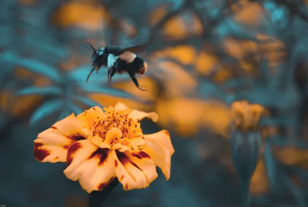 Hoverfly Bee Flying One Flower Another Honey — Stock Photo, Image