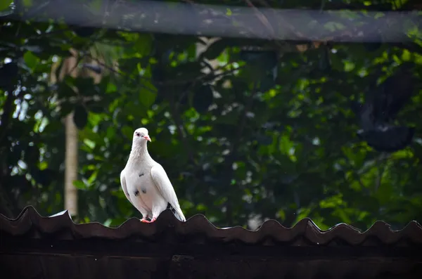 True Messenger White Homing Pigeon Resting Roofing Sheets — Stock Photo, Image