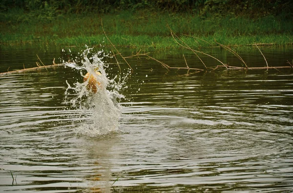 水在池塘里飞溅 一个黄色的球从池塘里跳了出来 — 图库照片