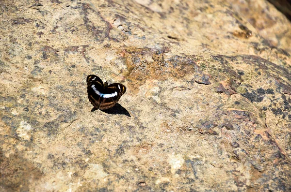 Borboleta Colorida Sentada Superfície Pedra Textura Pedra Vista Superior Limenditidini — Fotografia de Stock