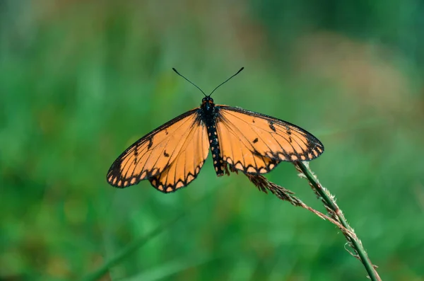 Красивая Бабочка Сидит Траве — стоковое фото