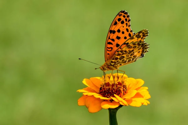 Индийская Бабочка Фрикаделька Приземляется Цветок — стоковое фото