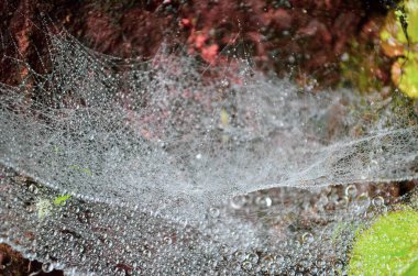 Kış mevsiminde örümceğin ağındaki sabah çiği