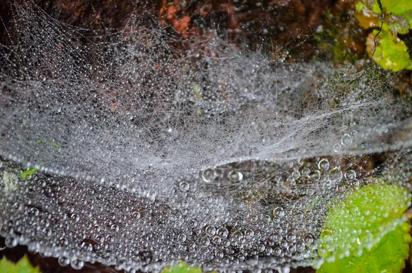 Red Araña Desordenada Gotas Rocío Una Telaraña — Foto de Stock