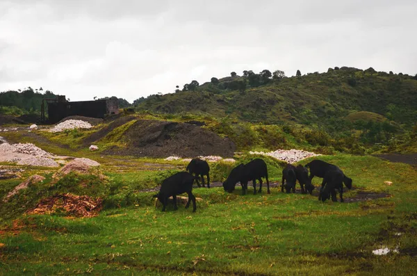 Bela Paisagem Montanhas Grupo Cabras Pretas Bengala Pastando Grama Nos — Fotografia de Stock