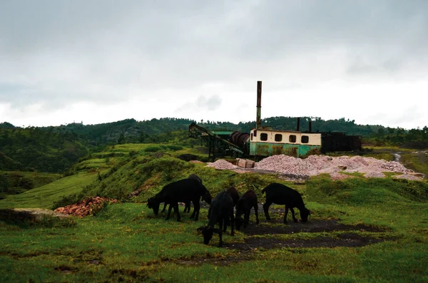Eine Herde Ziegen Weidet Auf Den Feldern Die Schwarzen Benzalziegen — Stockfoto