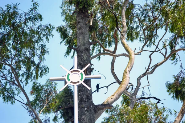 Eucalyptus Mannifera Géant Est Également Connu Sous Nom Gomme Cassante — Photo