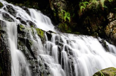Yan manzara küçük şelaleler, eğrelti otları ve turba yosunları olan bir tepeden koyu taşın üzerindeki sütlü su.