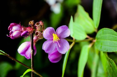 Melastoma malabathricum, halk arasında Malabar melastomu, Hint rhododendronu, Singapur rhododendronu veya Melastomataceae familyasındaki senduduk çiçekli bitki türü..