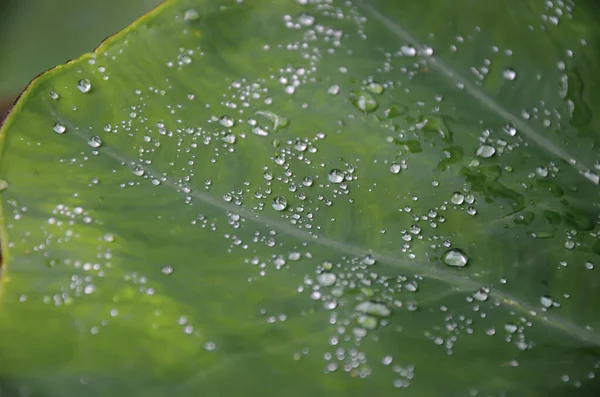 Colocasia escilenta alocasia yaprağına ya da büyük taro yaprağına düşen yağmur damlacıklarının yakınlaşması. Taro yaprağına düşen yağmur damlalarına odaklan