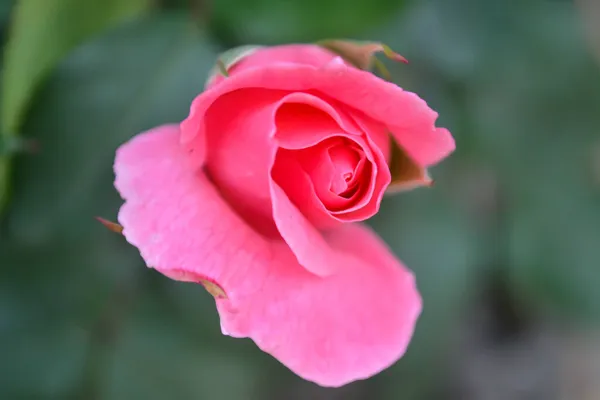 Bahçede açan pembe bir gül tomurcuğunun yakın çekimi. Güzel pembe gül yaprakları ve bulanık arka planda çiçek açan tomurcuklar..