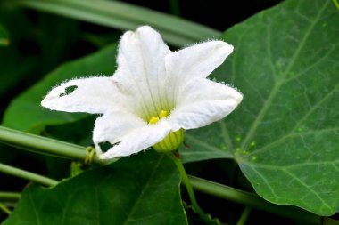 Güzel sefalandra indica, eşsiz beyaz çiçek, ormandaki yeşil yapraklı sarmaşık kabağı çiçeği olarak da bilinir..
