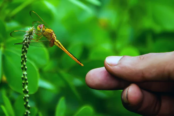 Närbild Hand Man Som Fångar Trollslända Insekt Selektivt Fokus Crimson — Stockfoto