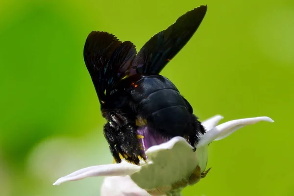 Экстремальный Крупный План Xylocopa Latipes Подсемейства Xylocopinae Собирающего Пищу Цветка — стоковое фото