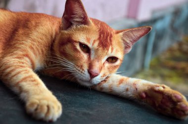 Boş vakitlerde yerde dinlenen bir tekir kedinin yakın çekimi. Güzel turuncu ve beyaz çizgili evcil kedi siyah zeminde uzanmış uyumaya çalışıyor ama av için tetikte..