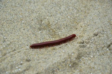 Trigoniulus korallinus ya da paslı kırkayağa yakın çekim. Kırkayak üzerinde sürünen küçük beyaz ve kahverengi taşa odaklan..