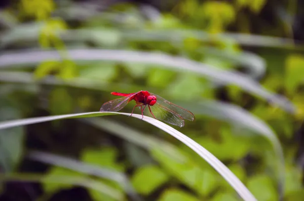 Крупный План Красной Алой Скиммер Стрекозы Сидящей Тонкой Зеленой Траве — стоковое фото