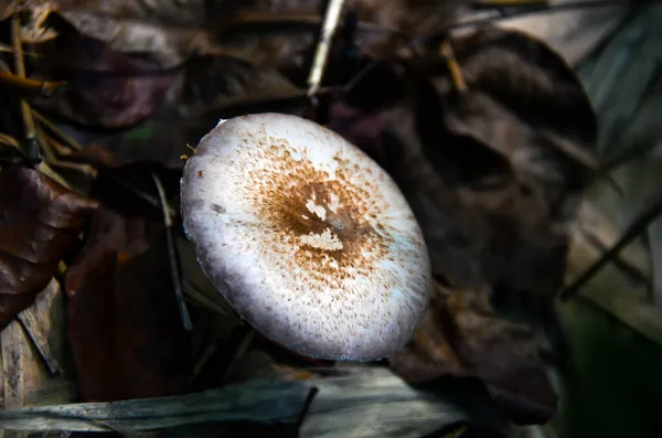 Vista Superior Cogumelo Crescendo Selva Visão Olho Pássaro Cogumelo Selvagem — Fotografia de Stock