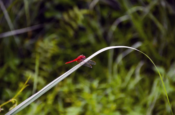 Вид Сбоку Красной Алой Черепахи Сидящей Тонкой Зеленой Траве Лесу — стоковое фото