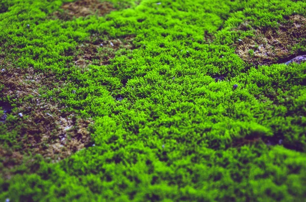 Enfoque Selectivo Los Musgos Turba Verde Patio Musgo Estacional Creciendo — Foto de Stock