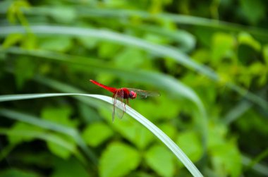 Yeşil çimlerin üzerinde oturan güzel kızıl yusufçuk. Ormandaki lanet bir bataklık yusufçuğuna yakın çekim.