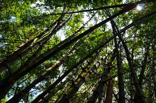 空に対する竹の茂みの植物のビュー 茂みを通してレンズフレアを作成する竹の植物や太陽の反射の低角度 — ストック写真