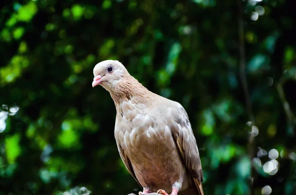 Closeup Domestic Pigeon Also Called Rock Dove Sitting Door Pigeon — Stock Photo, Image