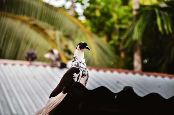 Portrait Domestic Homing Pigeon Derived Wild Rock Dove Sitting Top — Stock Photo, Image