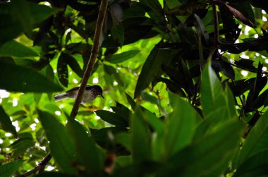A little bird through the tree branches and green leaves. Beautiful magpie sitting on the tree branch. The national bird of Bangladesh