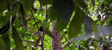 A magpie sitting on the tree branch. A small bird singing