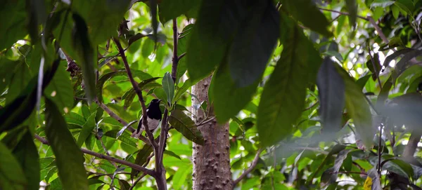 Magpie Sitting Tree Branch Small Bird Singing — Foto Stock
