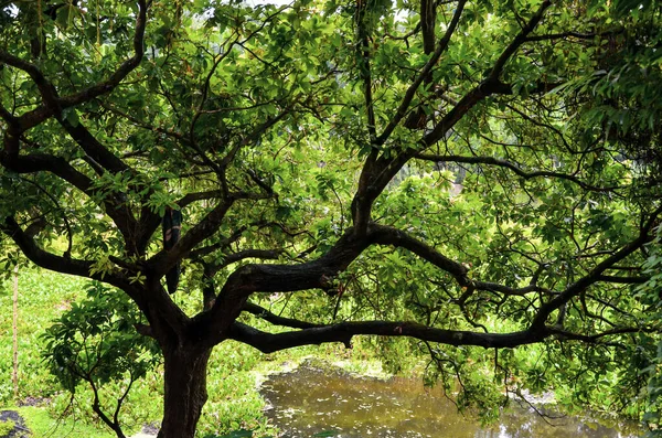 Big Tree Branches Fresh Green Leaves River Scenery Long Tree — Stockfoto