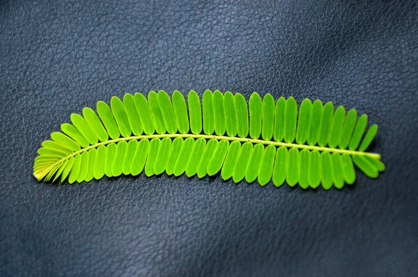 Beautiful green leaves on the black leather sofa seat with copy space. Closeup of a tamarind leaf isolated on black background.