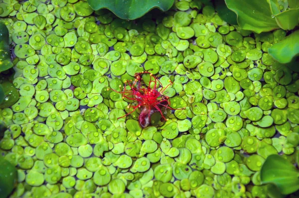 Linda Spirodela Polyrhiza Pato Flutuando Água Flor Vermelha Barringtonia Asiática — Fotografia de Stock