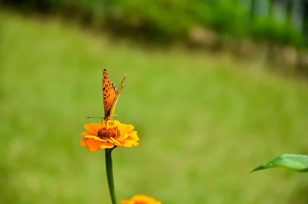 Paisagem Inseto Borboleta Fritilar Indiano Sentado Flor Comum Zinnia Coleta — Fotografia de Stock