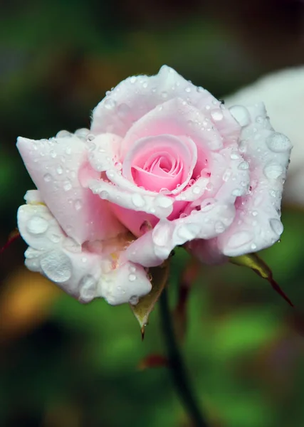 Gyönyörű Fehér Rózsabimbó Virágzik Kertben Fehér Rózsa Reggeli Harmat Vagy — Stock Fotó